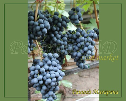 Виноград Ранний Магарача