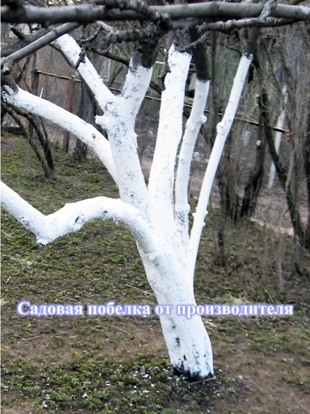 Садовый вар для деревьев известь
