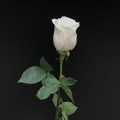 Роза Vendella, плантация Tessa — свежесрезанные цветы