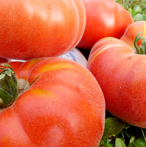 Помидоры Абрикос
