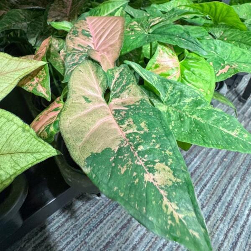 Сингониум PINK FLECKED