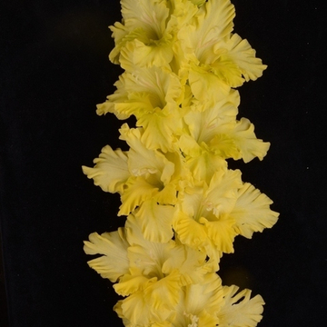 Гладиолус крупноцветковый Зеленоглазое Такси