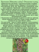 Бусенник Иовлевы слёзы