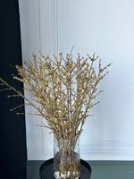 Ветка форзиции