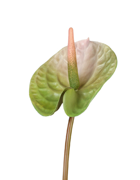 Антуриум Андрэ зелёный с розовым