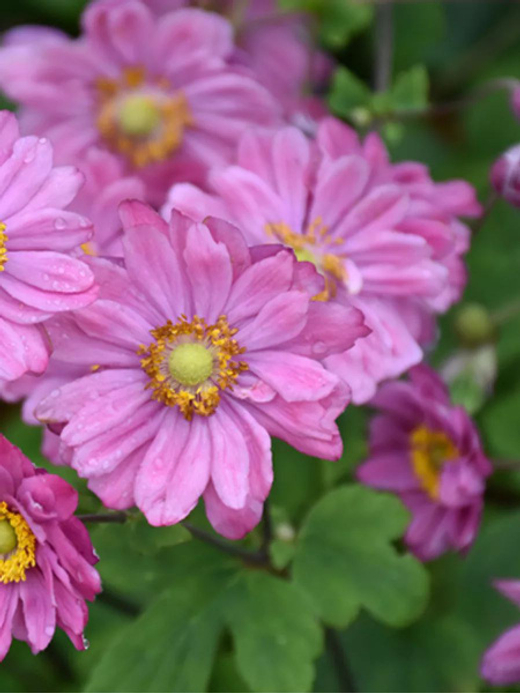 Анемона гибридная Памина С2 Закупка М39 июнь 2026