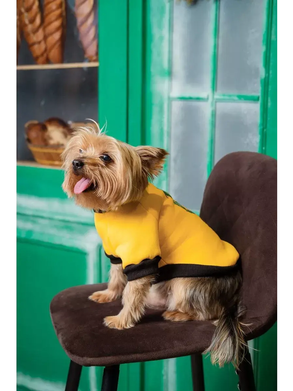 Толстовка для собак и кошек