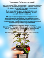 Шалфей Пурпурасценс фиолетовый вариегатный