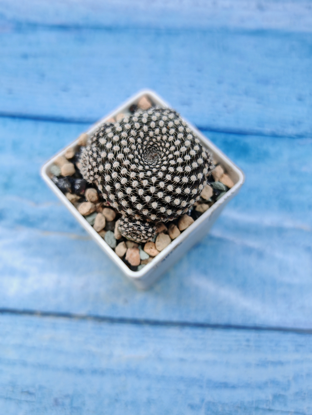Sulcorebutia Heliosoides (Сулькоребуция)