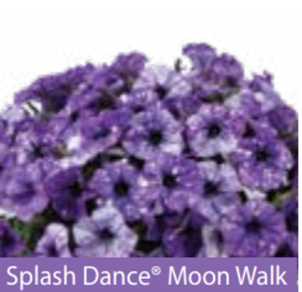 ЕВРО Petunia Splash Dance Moonwalk укорененный черенок середина декабря 25