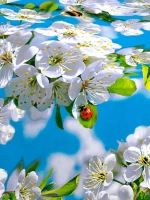 Комплект полутороспальный с одной наволочкой 70х70 см