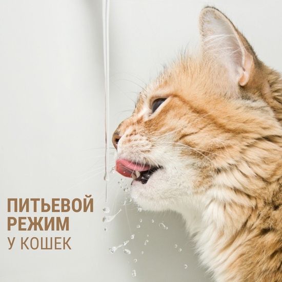 Питьевой режим у кошек