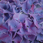 Hi Ocean ( Хай Оушэн) Р9