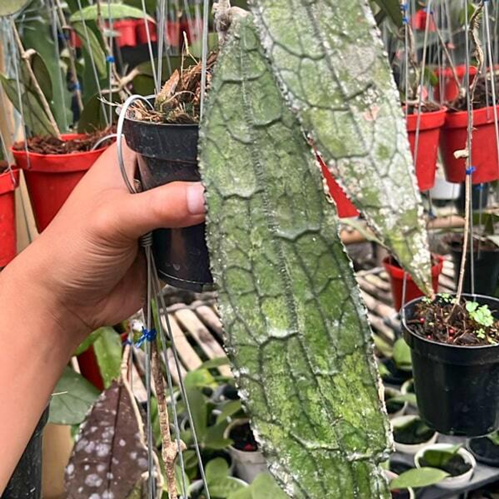 Хойя CLEMENSORIUM JUNGLE