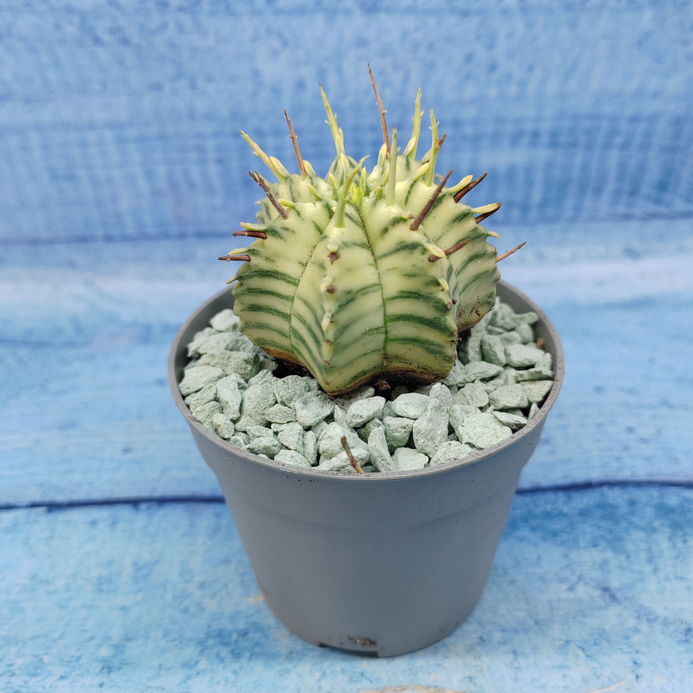 Euphorbia meloformis f. Variegated (Эуфорбия вариегатная)