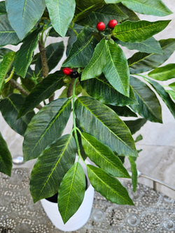 Кофе дерево 75см в кашпо искусственное с плодами