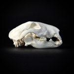 Череп собаки