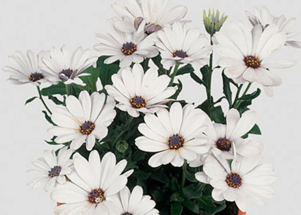 Остеоспермум в наличии