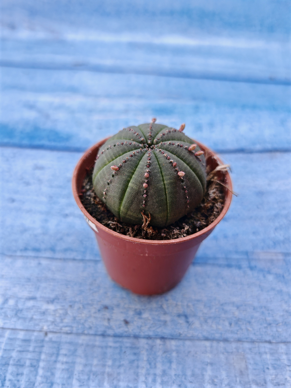 Euphorbia Obesa (Эуфорбия)