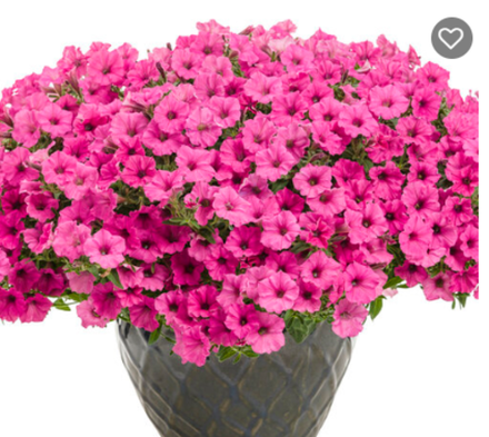 Петуния Mini Vista Hot Pink ЕВРО укорененный черенок ФЕВРАЛЬ 26