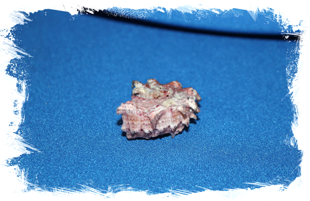 Раковина Angaria nodosa, Ангария нодоса