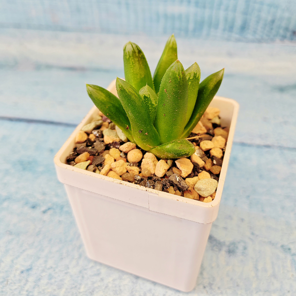 Haworthia Maughanii x Truncata (Хавортия)