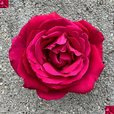 кусты для сада — сорт Экстаз (Extase) — самая душистая в мире роза