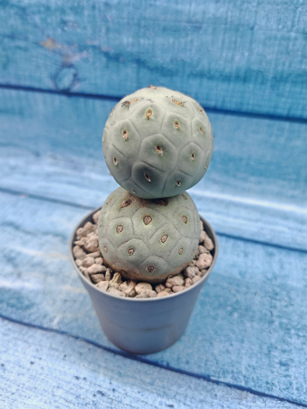 Tephrocactus Geometricus (Тефрокактус)