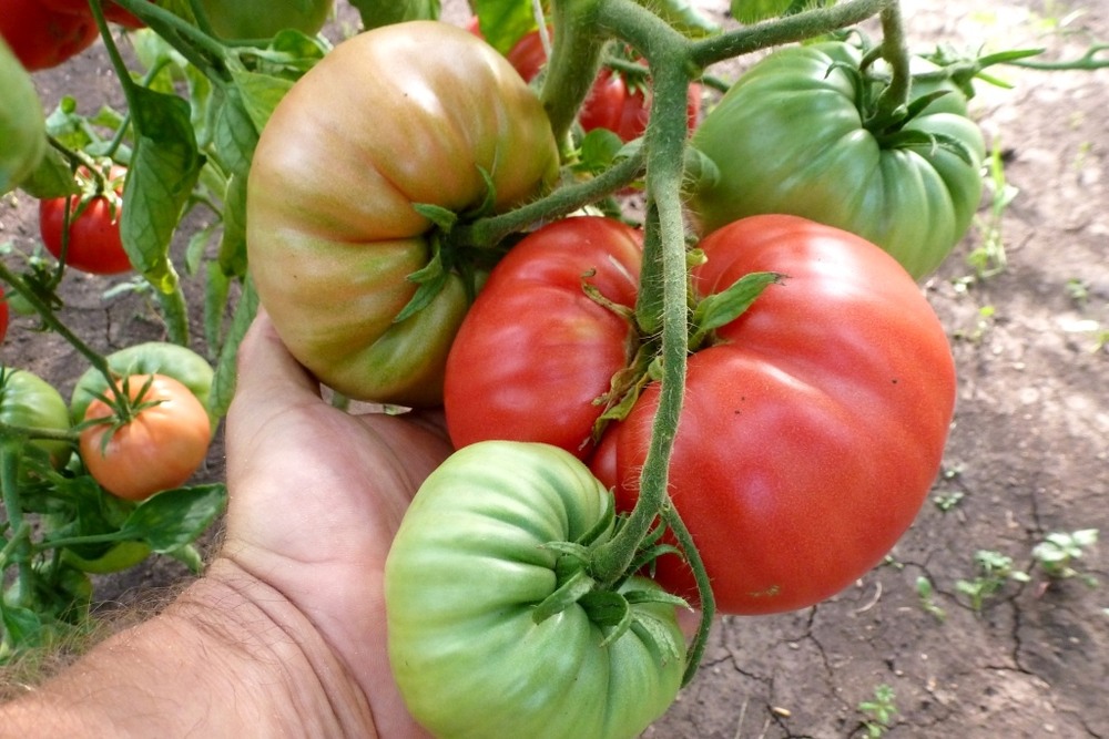 Легендарная Сызранская Розовая Ранняя Помидора