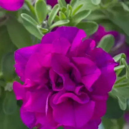 Петуния TUMBELINA Savanna