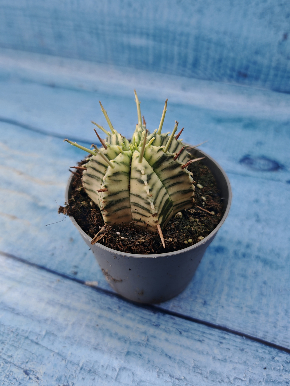 Euphorbia meloformis f. Variegated (Эуфорбия вариегатная)