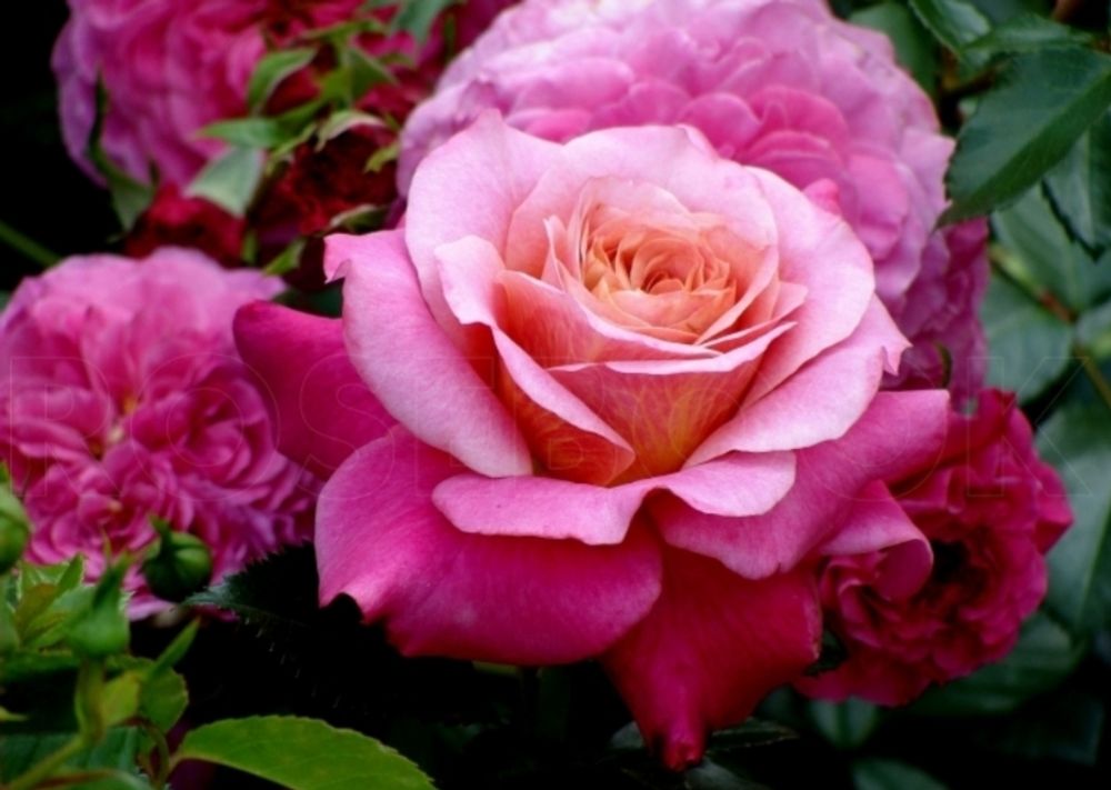 Сурир Де Довиль (Sourire De Deauville)