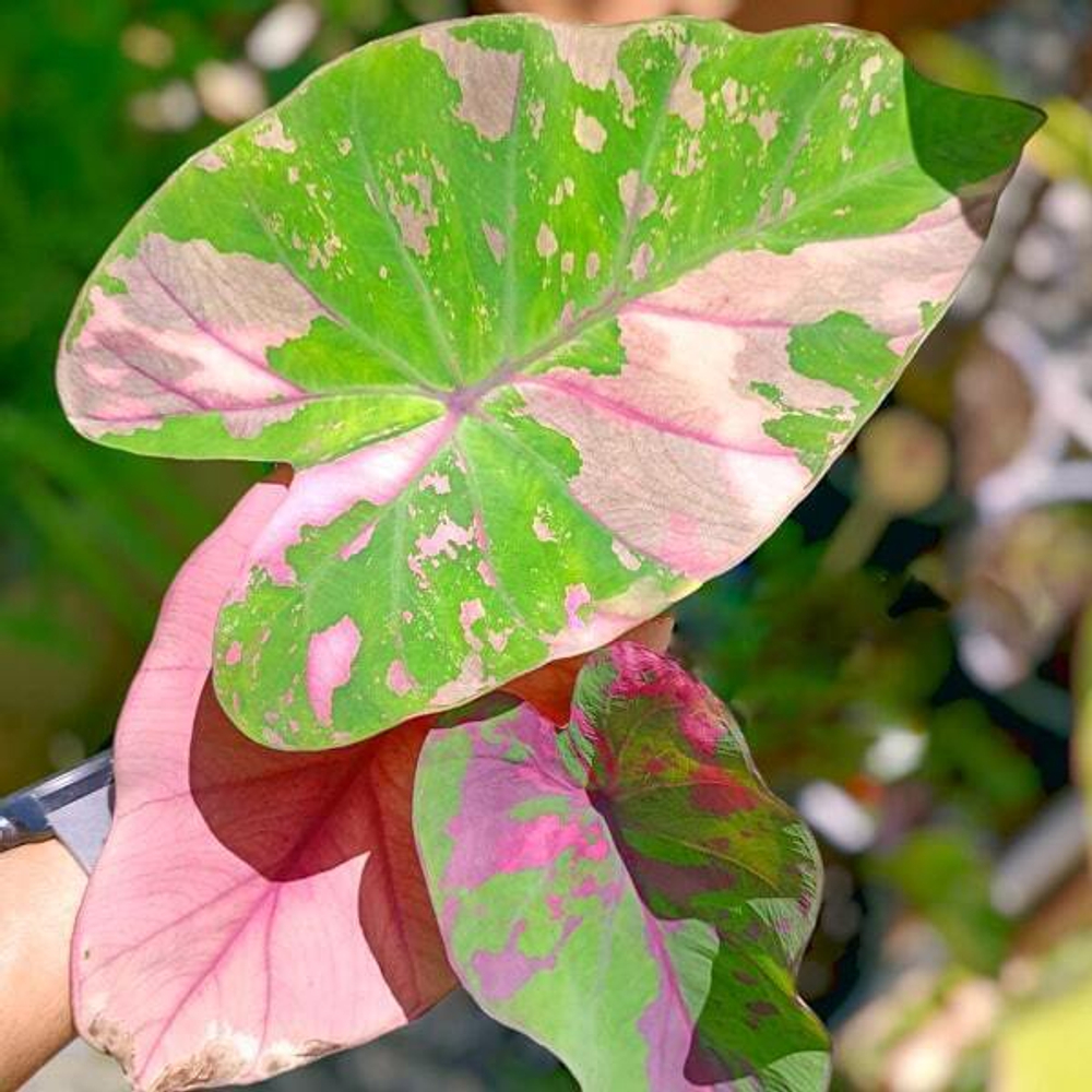 Колоказия PHUSA DIAMOND