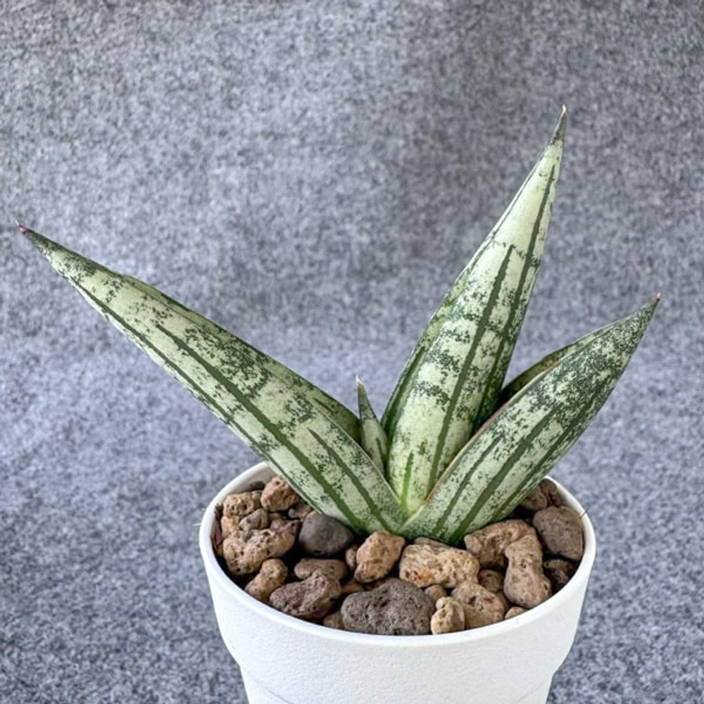 Сансевиерия GREEN LABEL