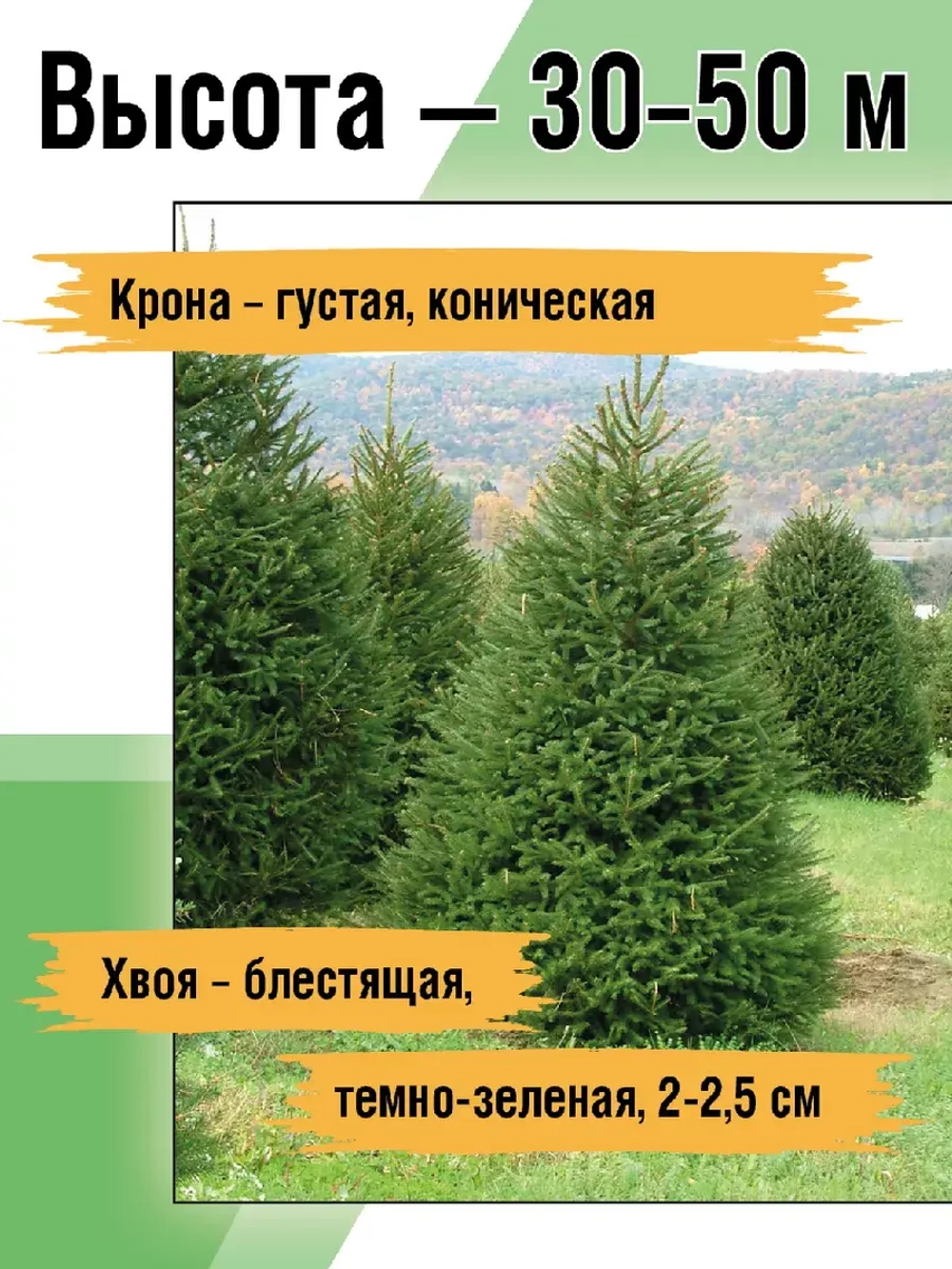 Саженец Ель обыкновенная