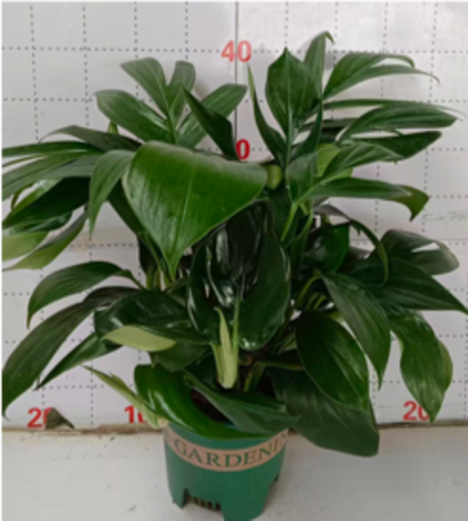 Филодендрон Roman Column д.18