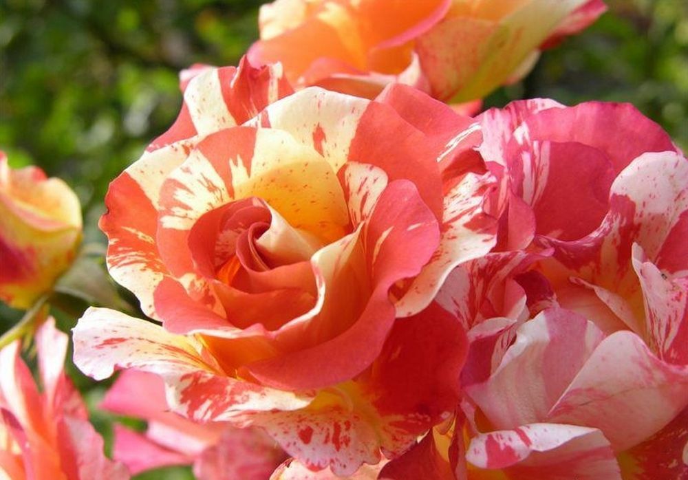 Альфред Сислей (Alfred Sisley)