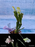 Schlumbergera cv. Thor Wild Cactus White (Шлюмбергера)