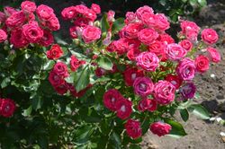 Шоне Кобленцерин (Schone Koblenzerin)