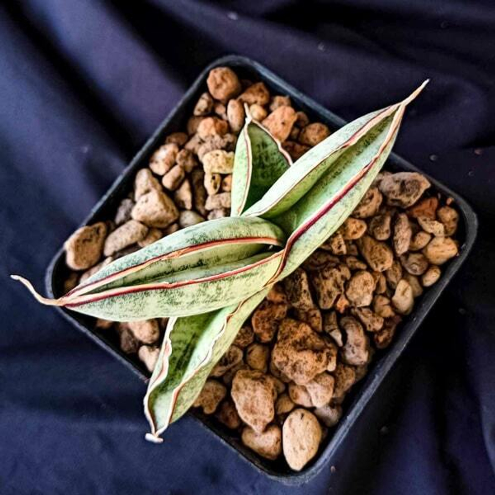 Сансевиерия EILENSIS