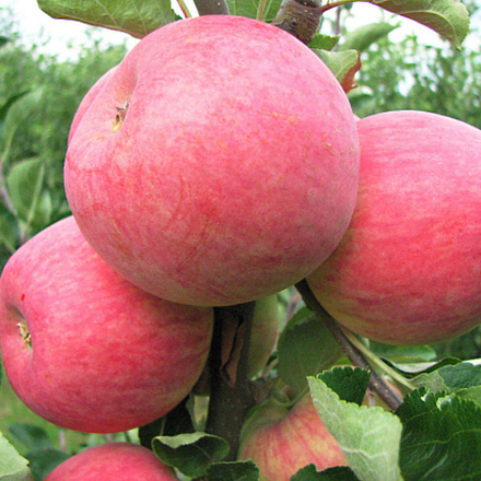 Яблоня колоновидная Савельевская