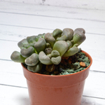 Aloinopsis schooneesii (Алоинопсис)