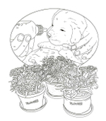 Lovely Dogs. Coloring book