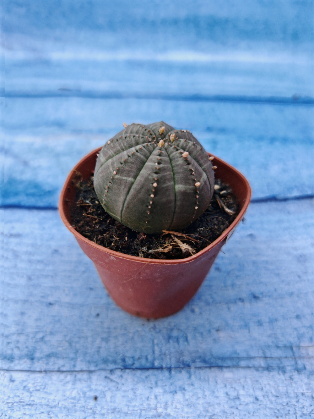 Euphorbia Obesa (Эуфорбия)