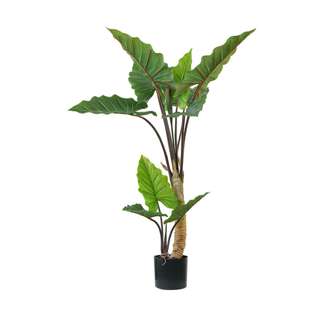 Алоказия 140 см.