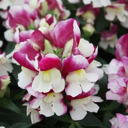 Львиный зев Флорал Шауэрс Вин Биколор (50шт) Витагрин Профи