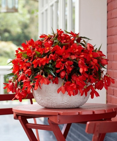 Бег4 Бегония боливийская Waterfall encanto red