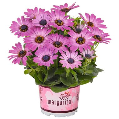 2757 Остеоспермум MARGARITA DARK PINK (ВЕСНА 2025)