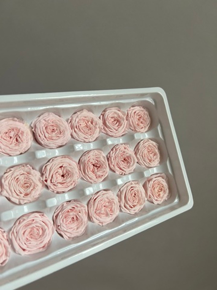 Роза пионовидная светло-розовая d=2-3 см (упак 21 шт)