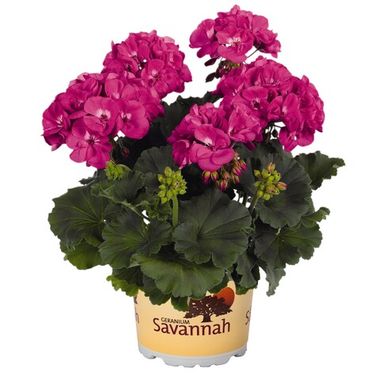2826 Пеларгония зональная Savannah Blue (Весна 2026)